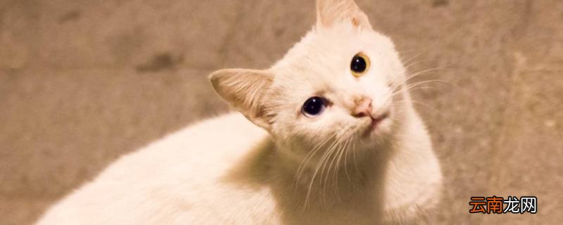 重庆流浪猫收容中心在哪里