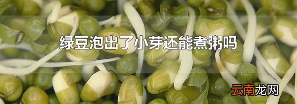 绿豆泡出了小芽还能煮粥吗