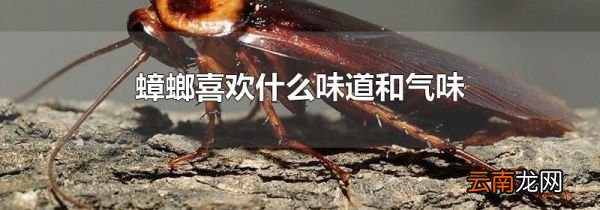 蟑螂喜欢什么味道和气味