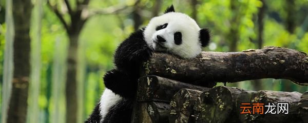 大熊猫一般生活在哪里 大熊猫生活习性