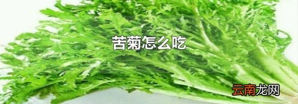 苦菊怎么吃