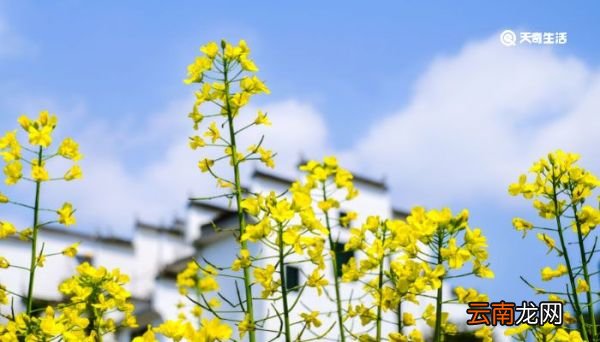 芙蓉花怎么养 芙蓉花怎么养家庭养法