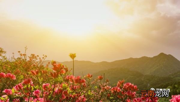 芙蓉花怎么养 芙蓉花怎么养家庭养法