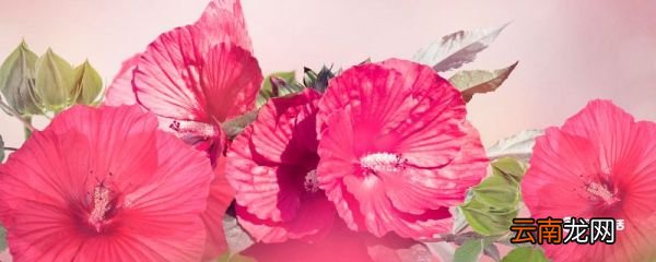 芙蓉花怎么养 芙蓉花怎么养家庭养法