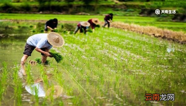谷雨种薏仁米吗 谷雨可以种薏仁米吗