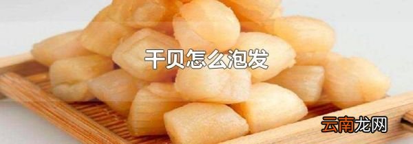 干贝怎么泡发