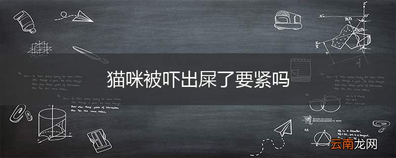 猫咪被吓出屎了要紧吗