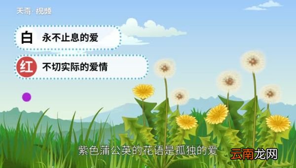 蒲公英的花语 蒲公英的花语是什么