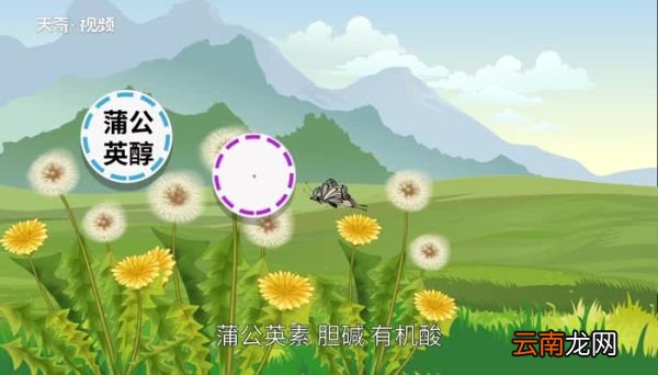 蒲公英的花语 蒲公英的花语是什么