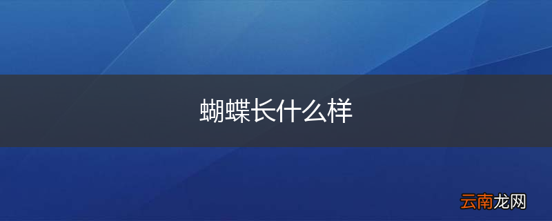 蝴蝶长什么样