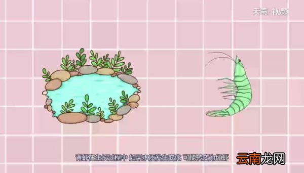 小龙虾是青虾好还是红虾好 小龙虾是选青虾还是红虾