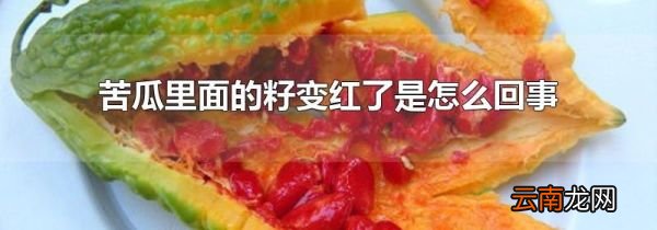 苦瓜里面的籽变红了是怎么回事