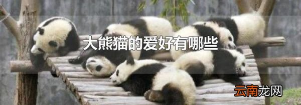 大熊猫的爱好有哪些