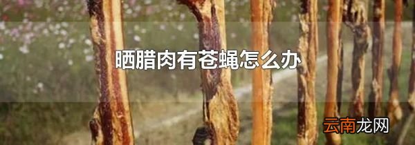 晒腊肉有苍蝇怎么办