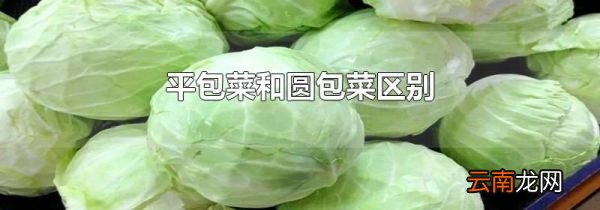 平包菜和圆包菜区别