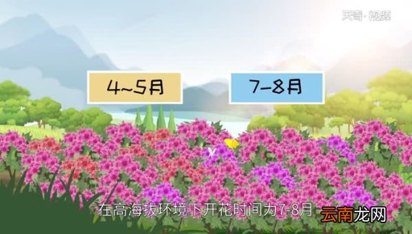 杜鹃花什么时候开 杜鹃花几月开花