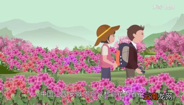 杜鹃花什么时候开 杜鹃花几月开花