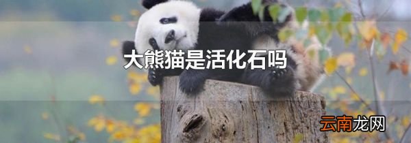大熊猫是活化石吗