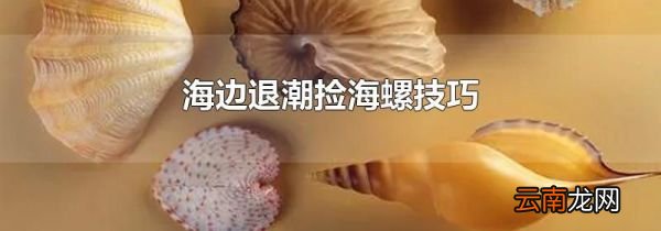 海边退潮捡海螺技巧
