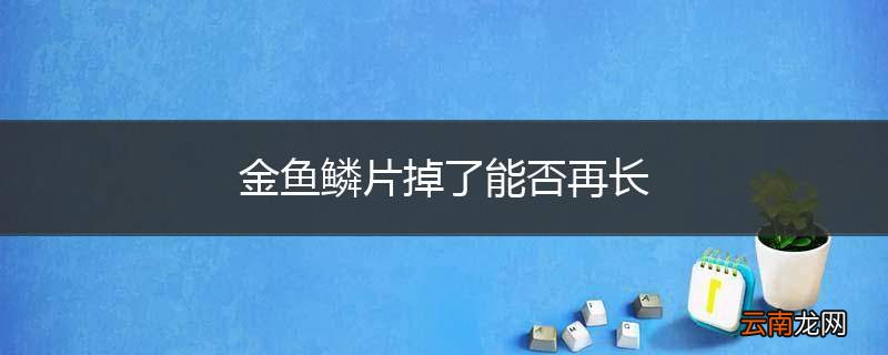 金鱼鳞片掉了能否再长