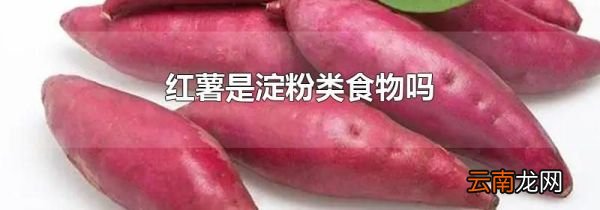 红薯是淀粉类食物吗