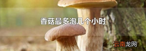 香菇最多泡几个小时