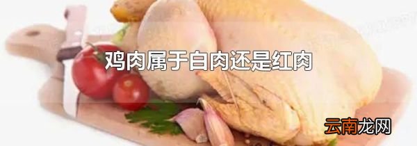 鸡肉属于白肉还是红肉