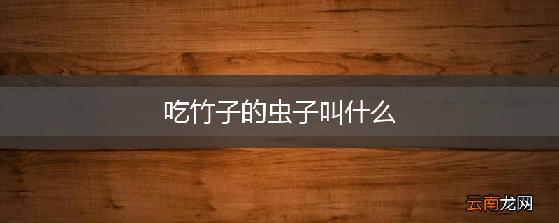 吃竹子的虫子叫什么