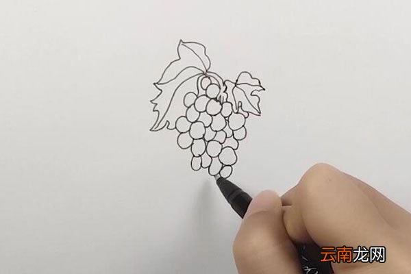 一串葡萄简笔画