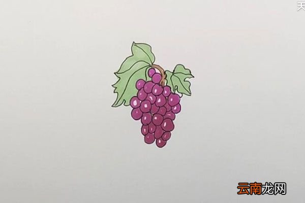 一串葡萄简笔画