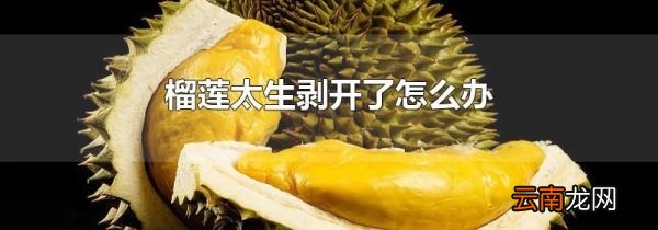 榴莲太生剥开了怎么办