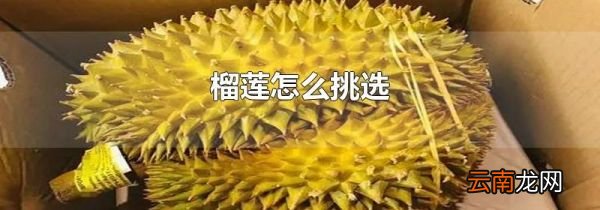 榴莲怎么挑选