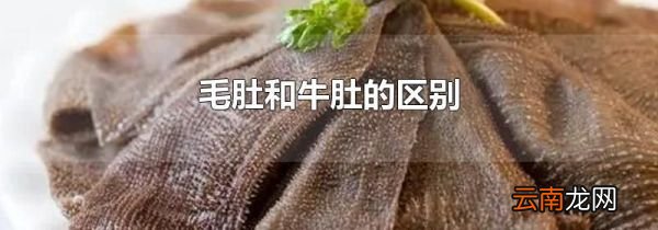 毛肚和牛肚的区别