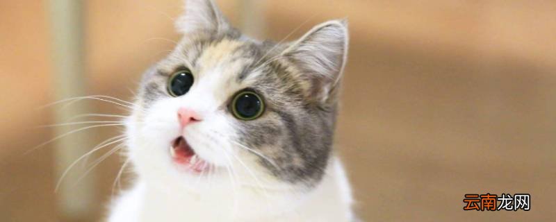 猫咪小声啊奥是什么意思