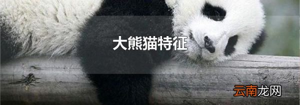 大熊猫特征