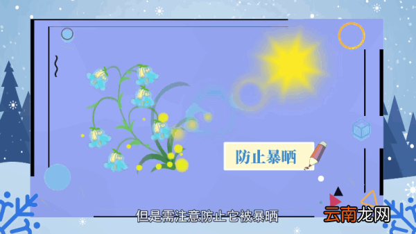 风铃草花语 风铃草花语是什么