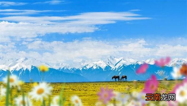 格桑花花语 格桑花的花语