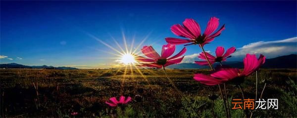 格桑花花语 格桑花的花语