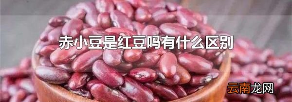 赤小豆是红豆吗有什么区别