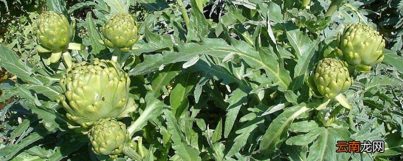 artichoke是什么蔬菜