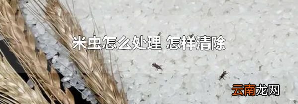 米虫怎么处理 怎样清除
