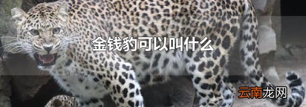 金钱豹可以叫什么