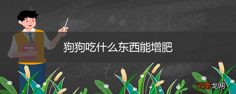 狗狗吃什么东西能增肥