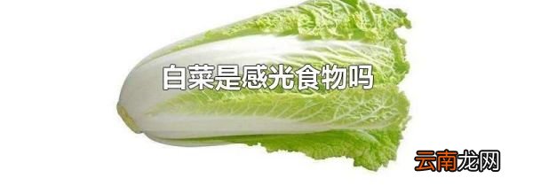 白菜是感光食物吗