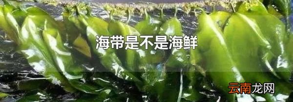 海带是不是海鲜
