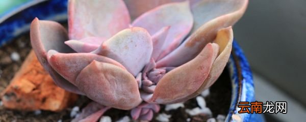 ?盆土太湿如何改善 怎样加速花盆干土