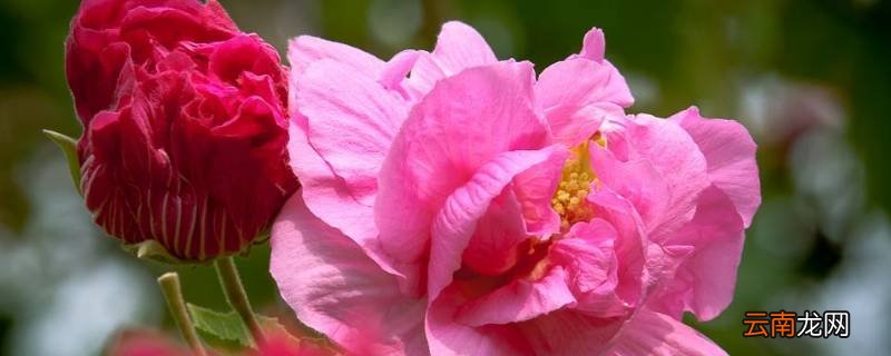 古代芙蓉脂是干什么的