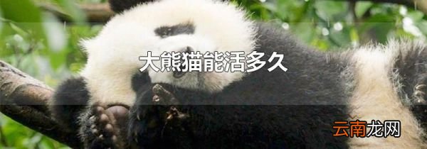大熊猫能活多久