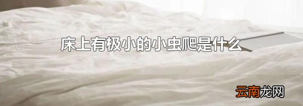 床上有极小的小虫爬是什么