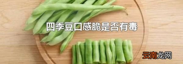 四季豆口感脆是否有毒